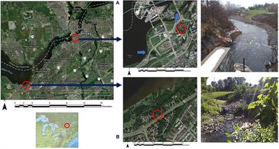 Change in microplastic concentration during various temporal events downstream of a combined sewage overflow and in an urban stormwater creek